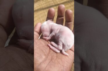 So cute Baby Rabbit bunnies Sleeping in hand! So relaxing to see baby rabbit bunnys