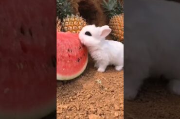 Cute rabbit eating #shorts