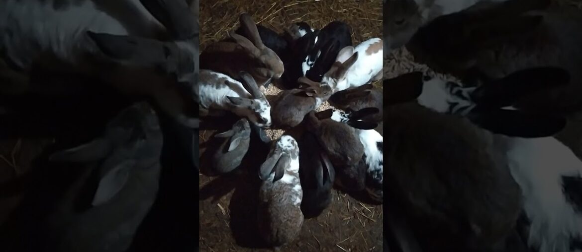 Beautiful Funny little bunny rabbit Videos - Cute Rabbits Compilation 2021