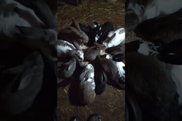 Beautiful Funny little bunny rabbit Videos - Cute Rabbits Compilation 2021