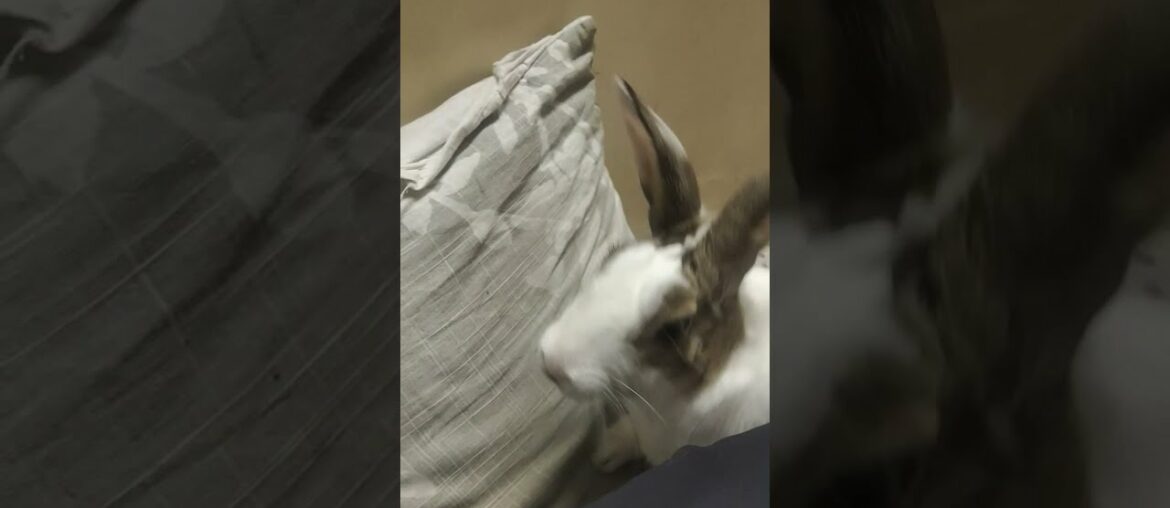 cute rabbit  doing funny things | cute bunny video | cute bunny rabbit|#shorts@Rajjamwal