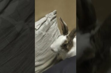 cute rabbit  doing funny things | cute bunny video | cute bunny rabbit|#shorts@Rajjamwal