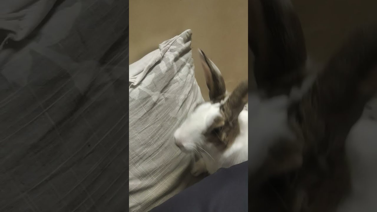 cute rabbit  doing funny things | cute bunny video | cute bunny rabbit|#shorts@Rajjamwal