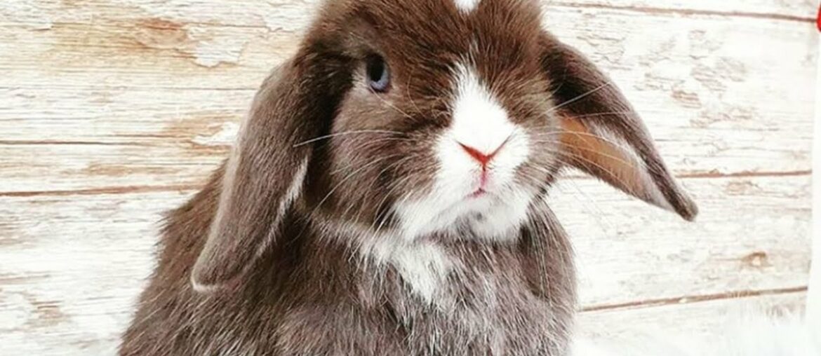 AWW So Cute Baby Bunny Rabbits With Funny Moments 2021 AWW So Cute Baby Bunny Rabbits With Funny Moments 2021