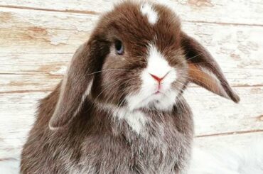 AWW So Cute Baby Bunny Rabbits With Funny Moments 2021