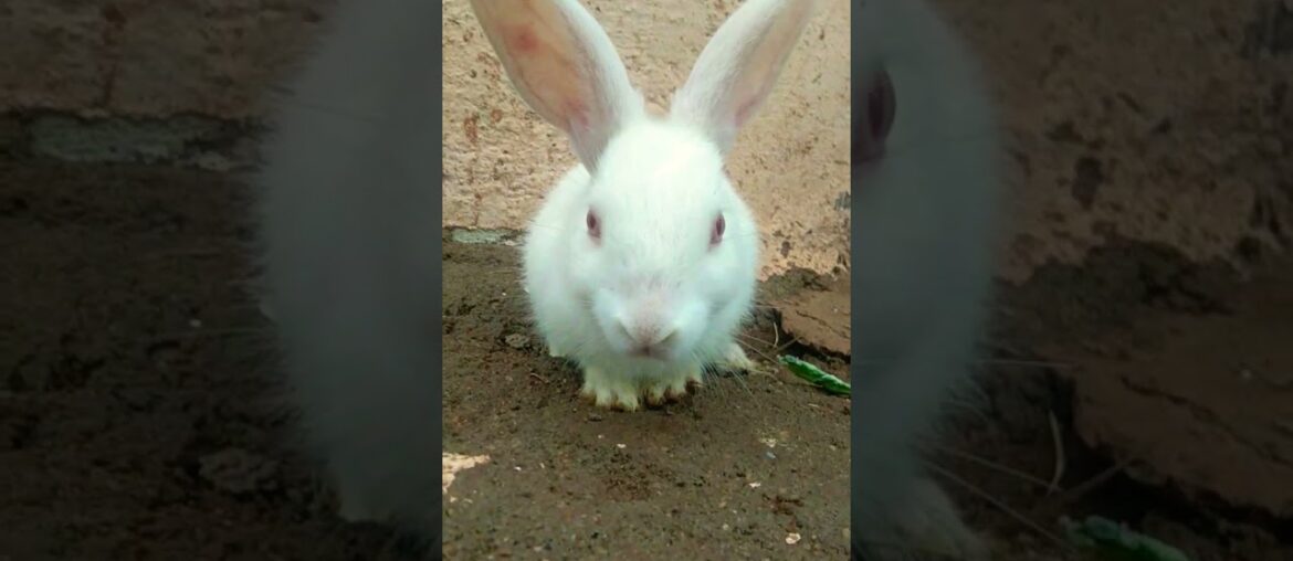 Cute rabbit #shorts #shortvideos #rabbit #rabbitvideos