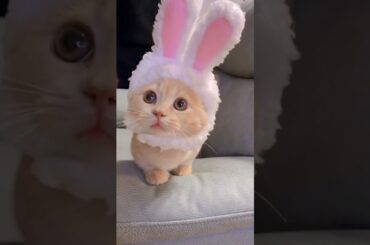 Cute Bunny-Cat | #Shorts