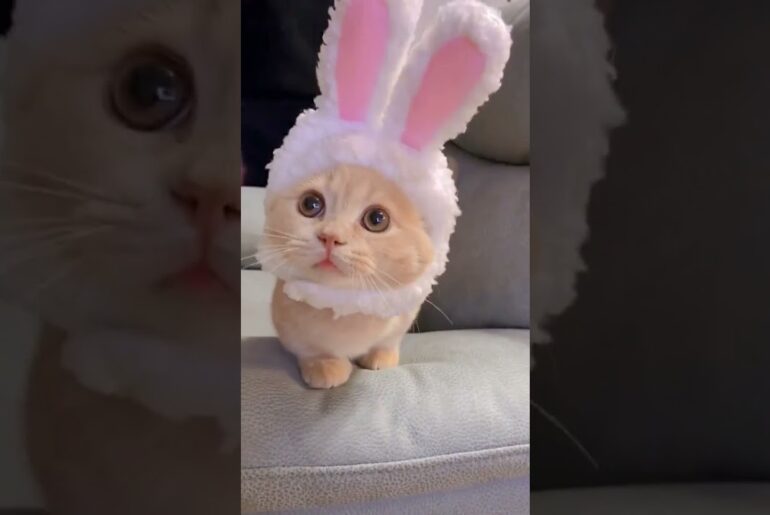Cute Bunny-Cat | #Shorts