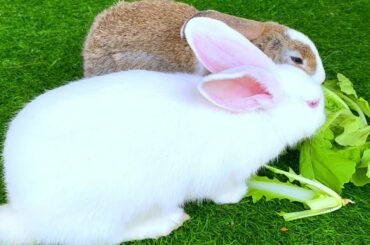 ASMR Dacy and Maya  That's the funnies spot of Cute Rabbit 2022