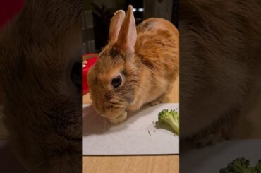 #rabbit eating banana vs broccoli |#cute #bunny #asmr #ytshorts