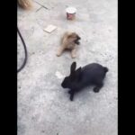#shorts _ Cute rabbit and dog fighting video _ Cuteness overload _ Cute and funny  #411 #CutePets