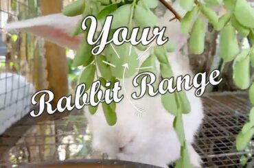 Cute Rabbit Viral Video | Cute Bunny | Rabbit Video