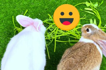 Cute Rabbit having fun eating fresh morning glory | Dacy and Maya | Cute Rabbits