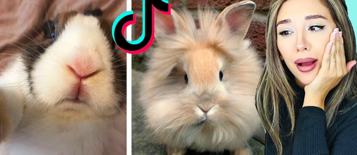 Cute Bunny TikToks That Will Have you DYING