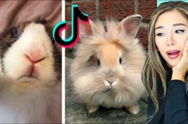 Cute Bunny TikToks That Will Have you DYING