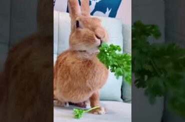 Amazing Video, Cute Rabbit Baby Bunny Eating So Fast
