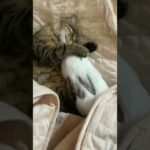 Cute Cat Cute Rabbit Sleeping Underneath the Bed Sheet Pets Love #Shorts
