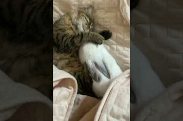 Cute Cat Cute Rabbit Sleeping Underneath the Bed Sheet Pets Love #Shorts
