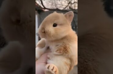 Cute baby bunny