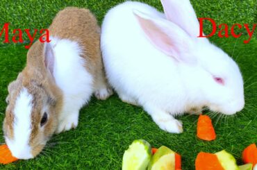 asmr Eating show of Cute Rabbit  Dacy and Maya show of he day
