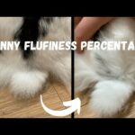 I wanted to find out how fluffy my bunny’s tail really is! | Lily Bobtail #shorts
