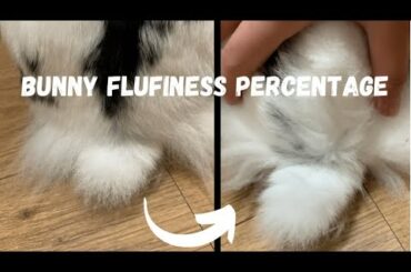 I wanted to find out how fluffy my bunny’s tail really is! | Lily Bobtail #shorts