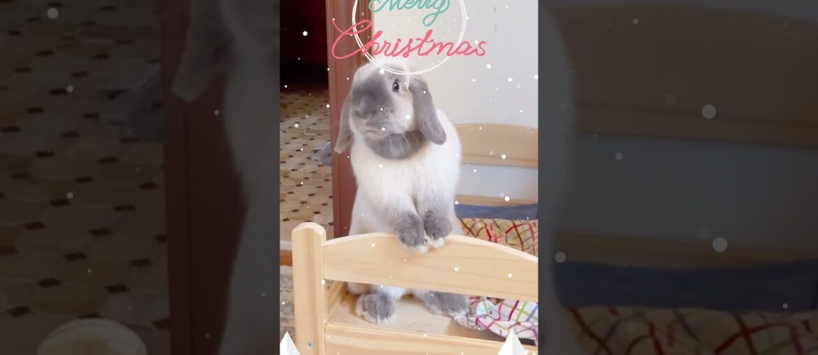 merry christmas from a very cute bunny!!