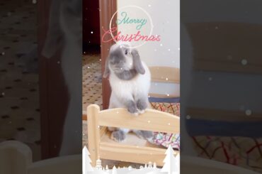merry christmas from a very cute bunny!!