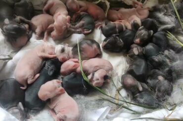 Cute Baby Bunnies Sleep so Comfy-Rabbit Farming, Facts, Care and Travel