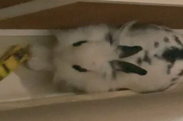 Bunny, obstacles and digging | Lily Bobtail #shorts