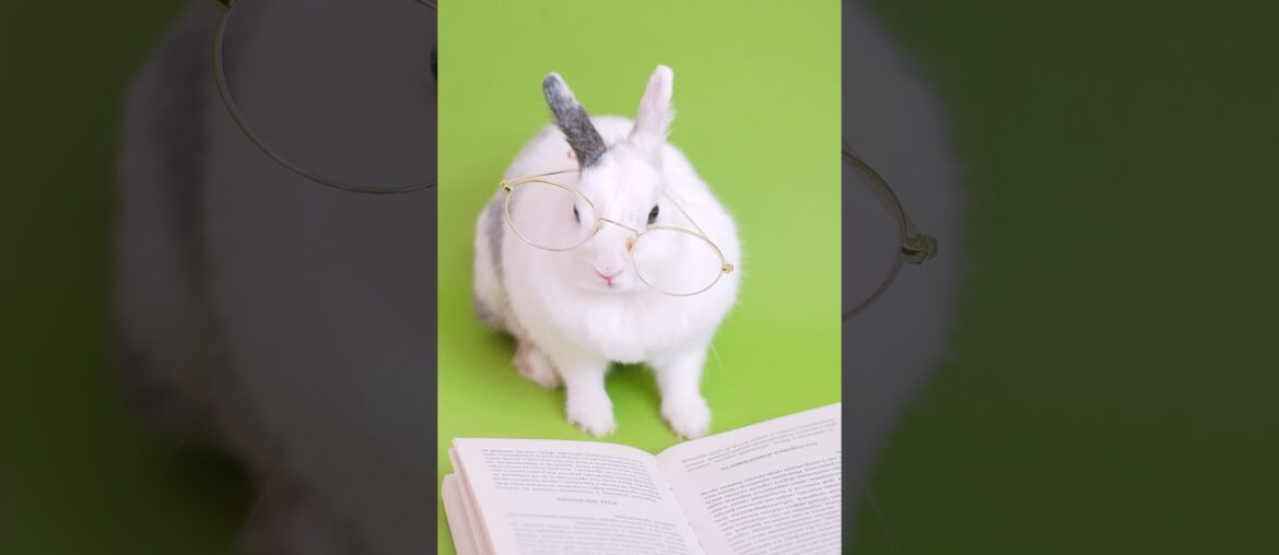 Cute Rabbit Video | Bunny reading book | Rabbit cute short video status  #shorts