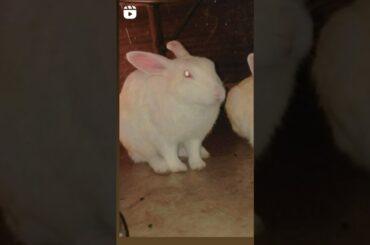 Cute rabbit