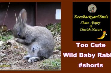 Too Cute~Wild Baby Rabbit #shorts, #ytshorts, #shortvideo