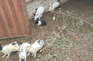 Cute Bunny Rabbits Farming in Pakistan #rabbit #rabbitfarming #bunny #cute