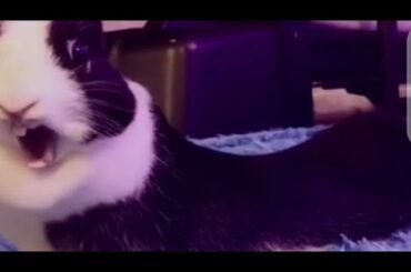 cute rabbit yawning for kid #cute rabbit yawning #rabbit #short #rabbit yawning and stretching