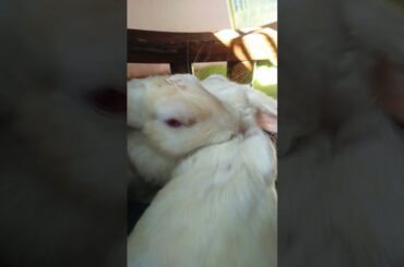 My cute rabbit || Peter Parker || Rabbit cute moment