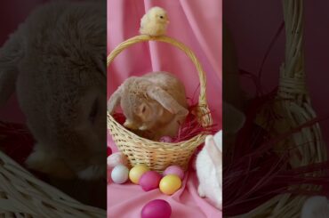 cute rabbit #pets #animals #shorts