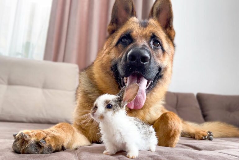 German Shepherd Loves Baby Bunny