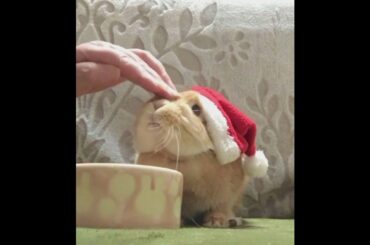 Cute Bunny #shorts #bunny #animalsworld #rabbits #pet #petslovers #viral #trending