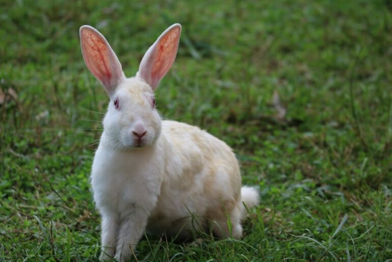 Cute Baby Bunny Rabbit