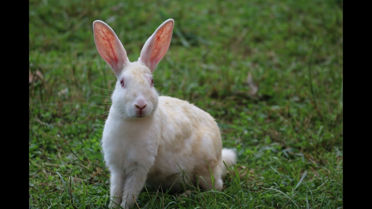 Cute Baby Bunny Rabbit