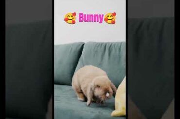 cute rabbit on sofa #shorts