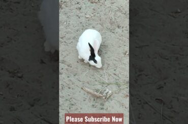 Cute Bunny #bunny #rabbits #short #rabbit #rabbitsfarming