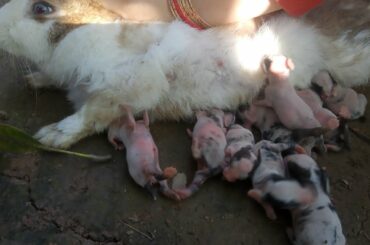 Rabbit mom Breastfeeding baby. Short | bunny cute. baby rabbits breastfeeding. pets animals