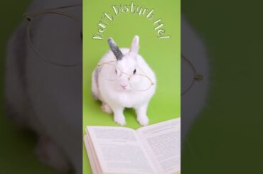 A Wise Cute Rabbit :) #shorts