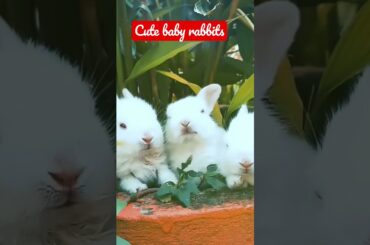 Cute baby rabbit video #short #youtubeshorts #viralyoutubevideo