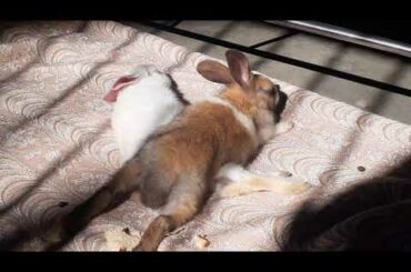 cute rabbit bunny baby