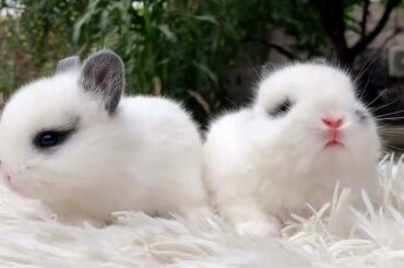 Super Cute Bunnies to Make Your Year Positive