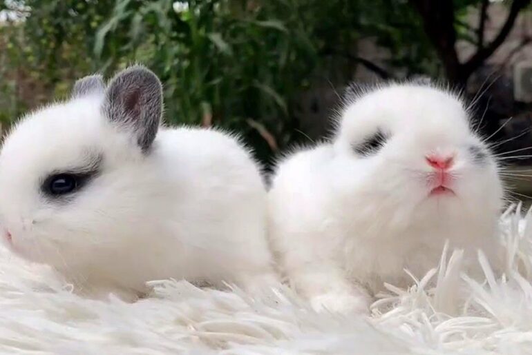 Super Cute Bunnies to Make Your Year Positive