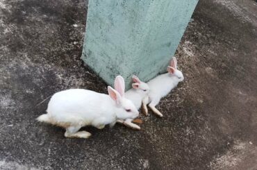 lots of cute baby rabbits playing Videos | Baby Animal